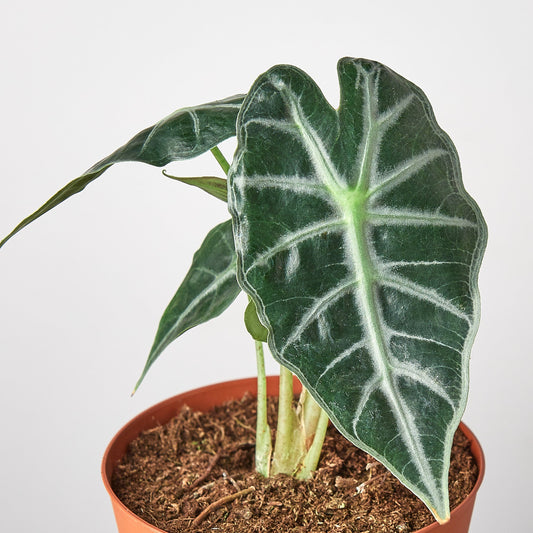 Alocasia Polly ‘African Mask’