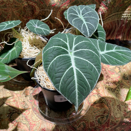 Alocasia Black Velvet