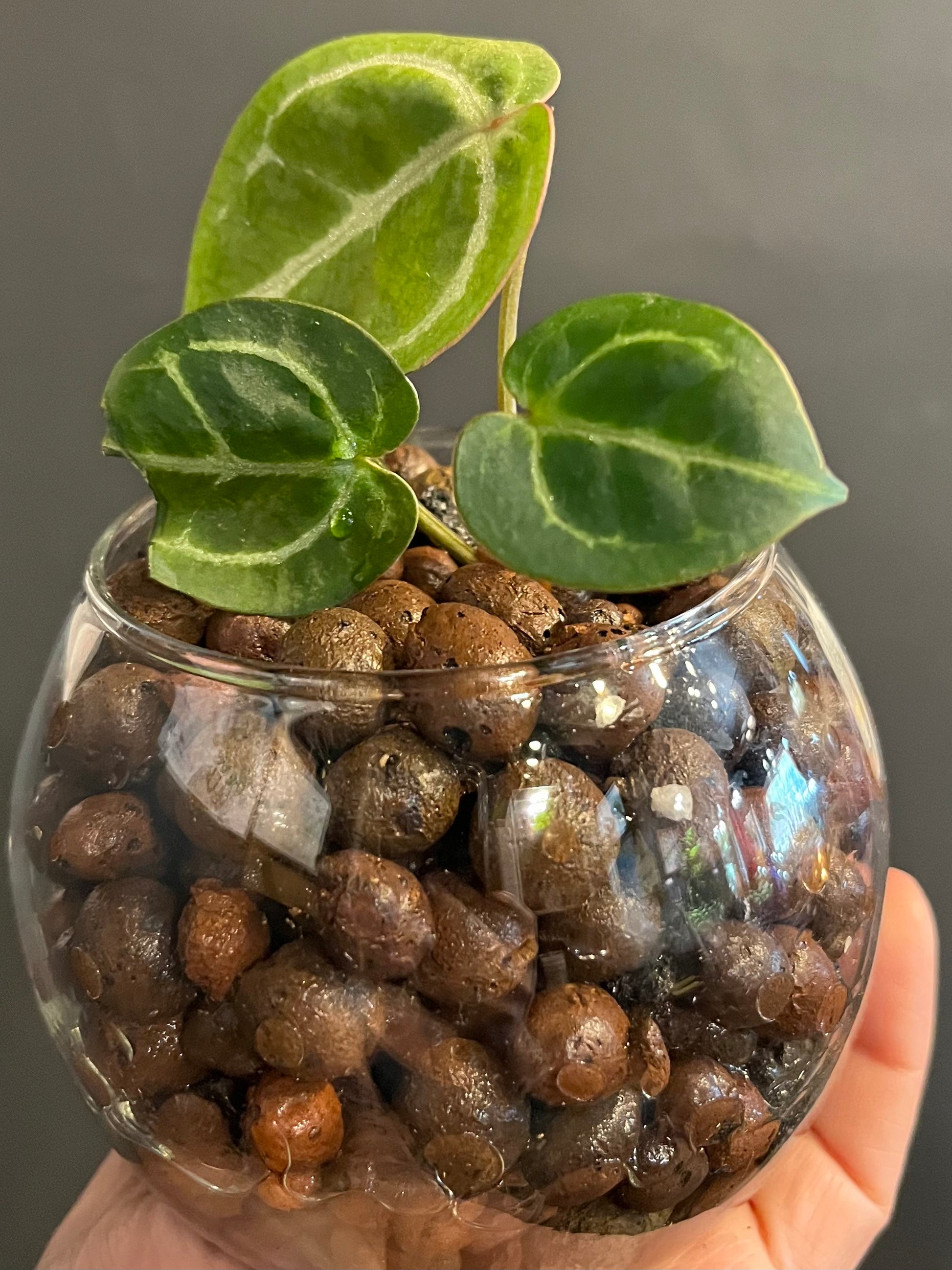 Anthurium Crystallinum x Doc Block - Rare LECA