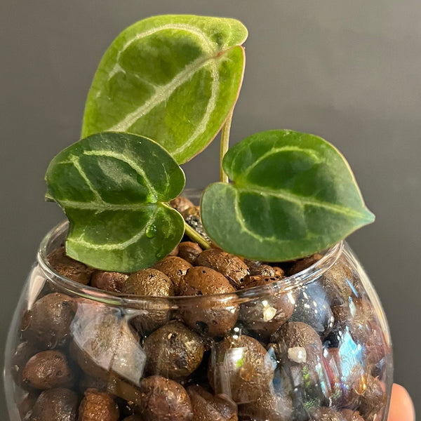 Anthurium Crystallinum x Doc Block - Rare LECA