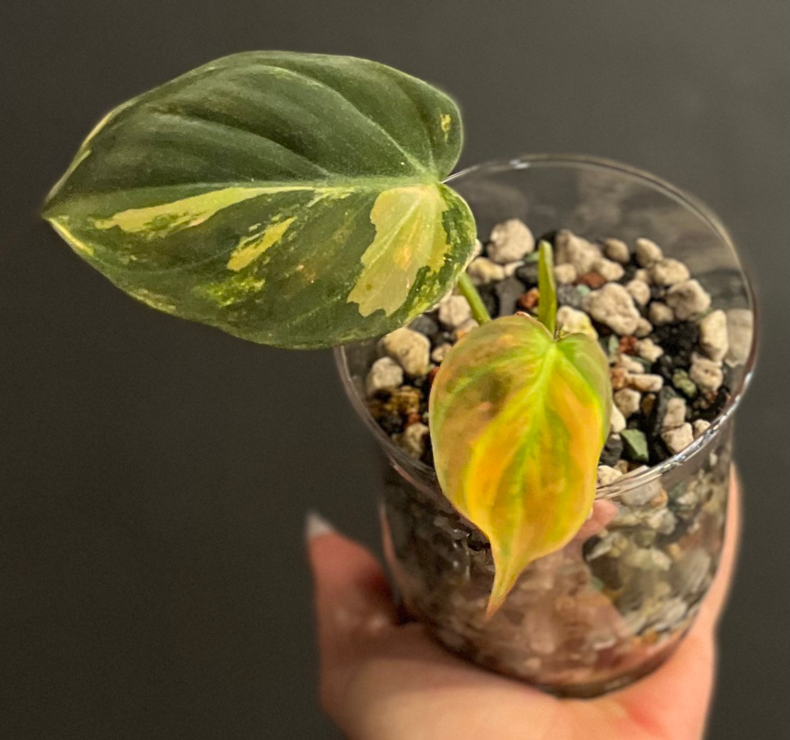 Variegated Philodendron Micans Aurea - RARE LECA