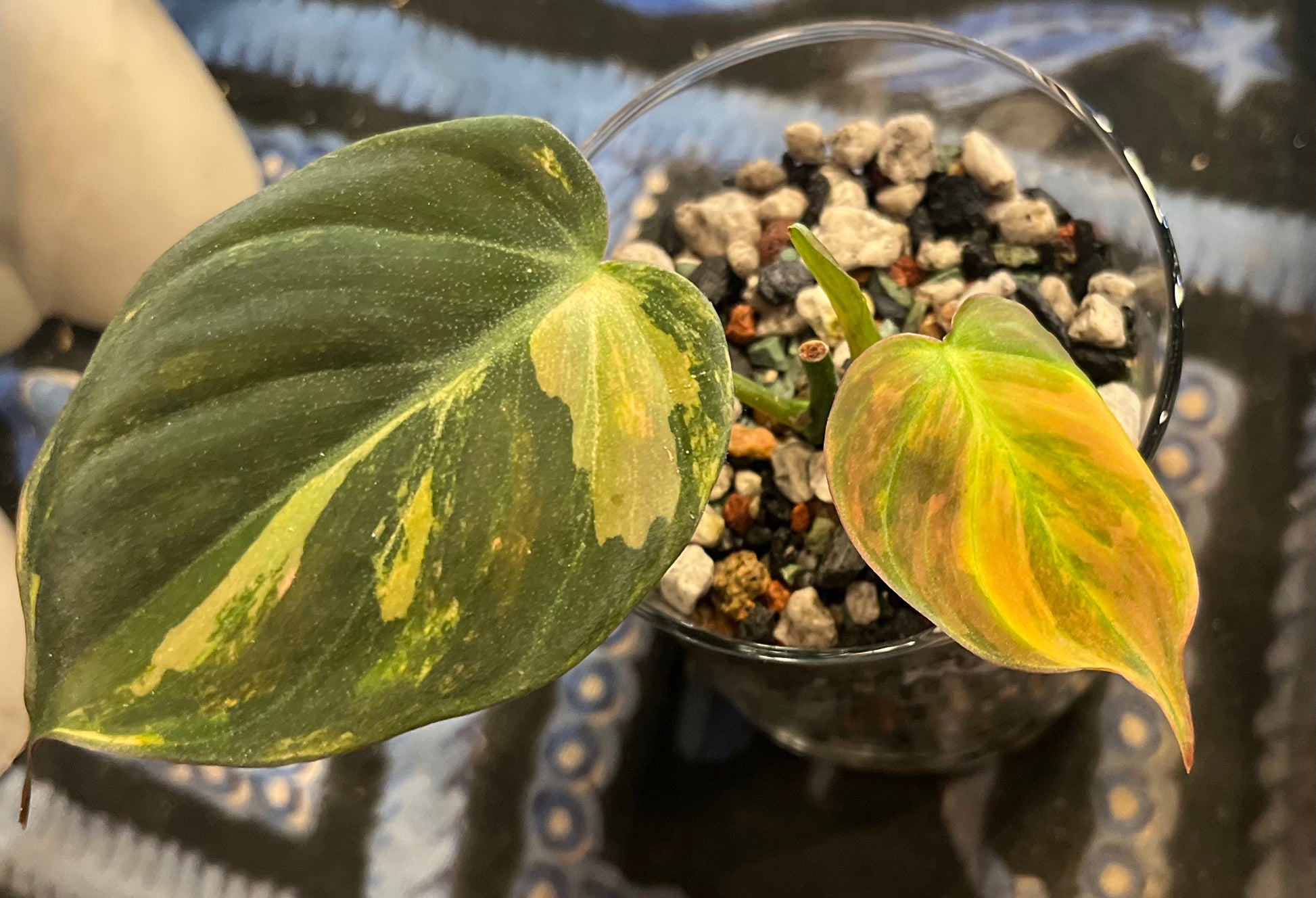 Variegated Philodendron Micans Aurea - RARE LECA