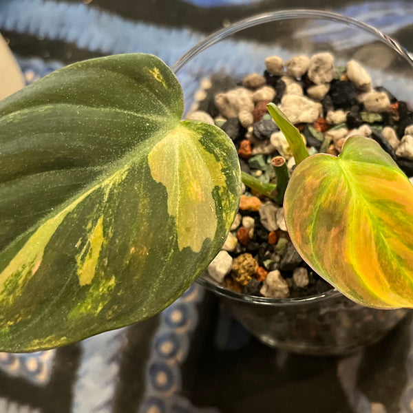 Variegated Philodendron Micans Aurea - RARE LECA