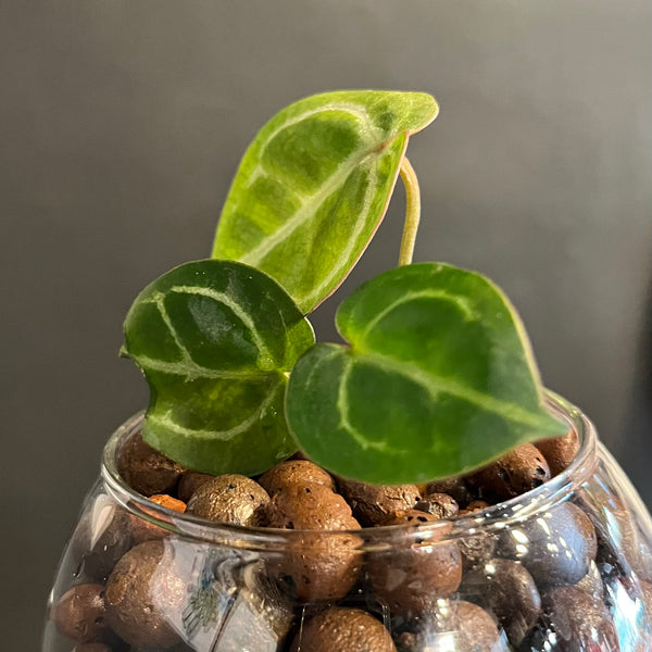 Anthurium Crystallinum x Doc Block - Rare LECA