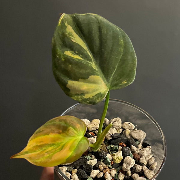 Variegated Philodendron Micans Aurea - RARE LECA