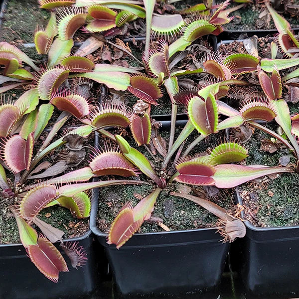 Venus Fly Trap ‘Red Dragon’ - Carnivorous Plants