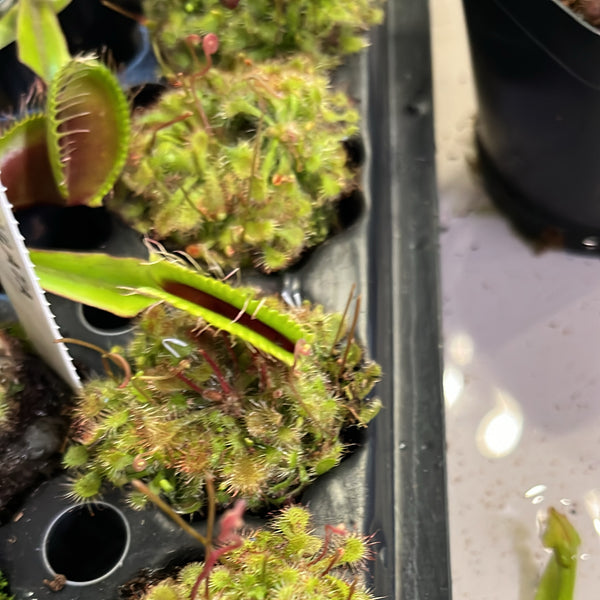 Sundew Carnivorous Plant