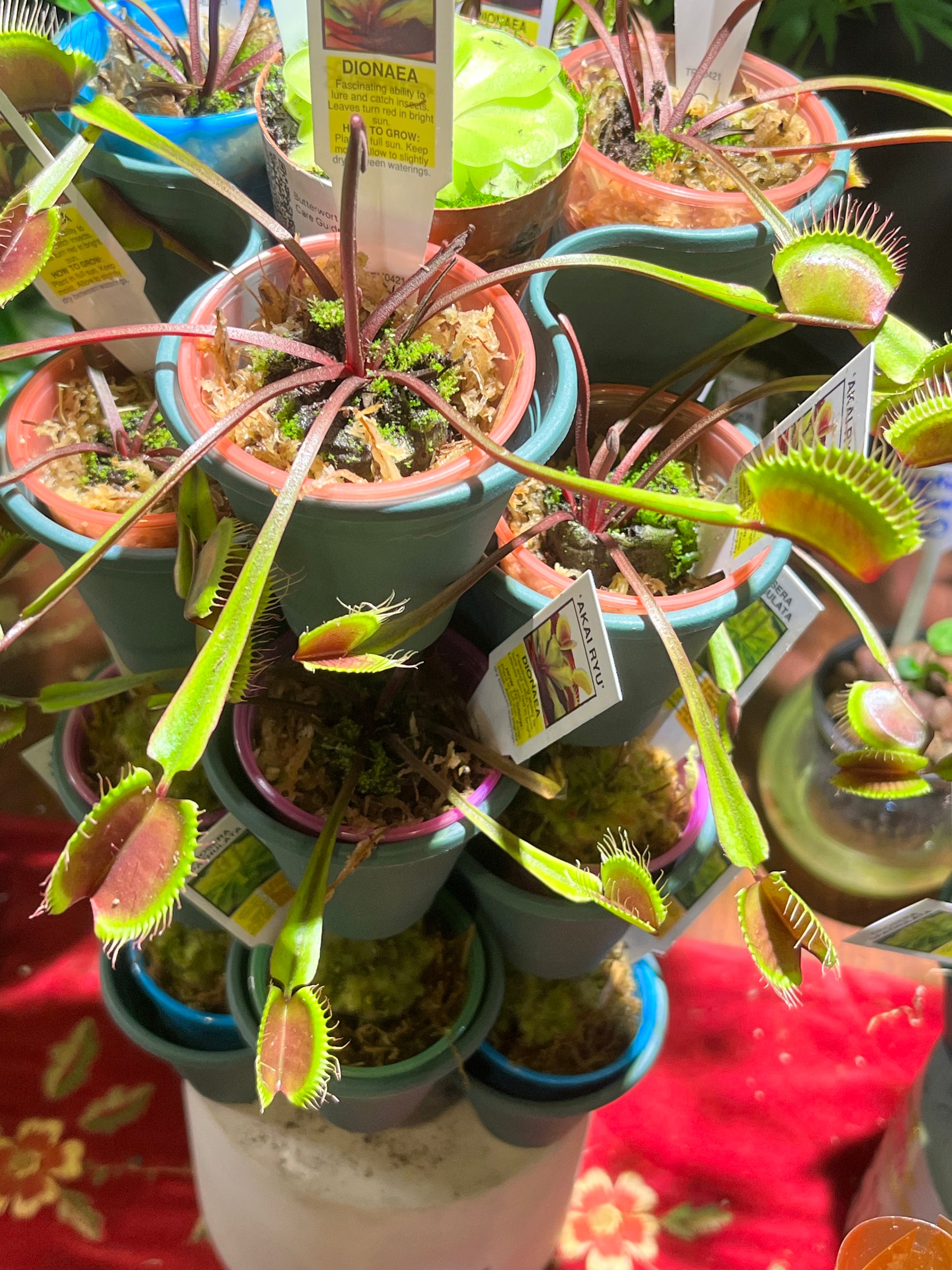 Venus Fly Trap ‘Red Dragon’ - Carnivorous Plants