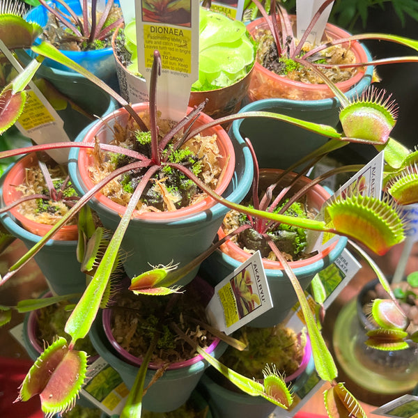 Venus Fly Trap ‘Red Dragon’ - Carnivorous Plants