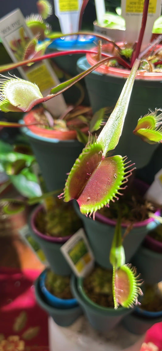 Venus Fly Trap ‘Red Dragon’ - Carnivorous Plants