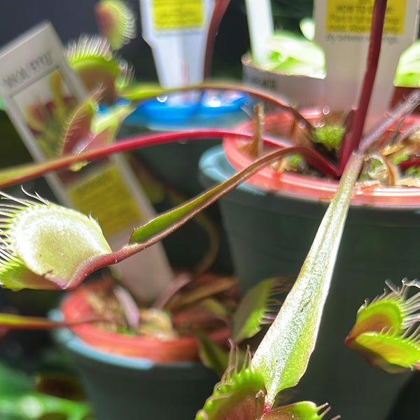 Venus Fly Trap ‘Red Dragon’ - Carnivorous Plants