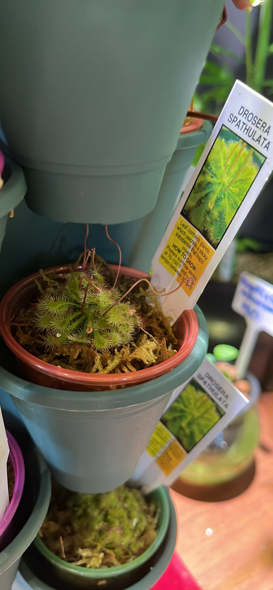 Sundew Carnivorous Plant