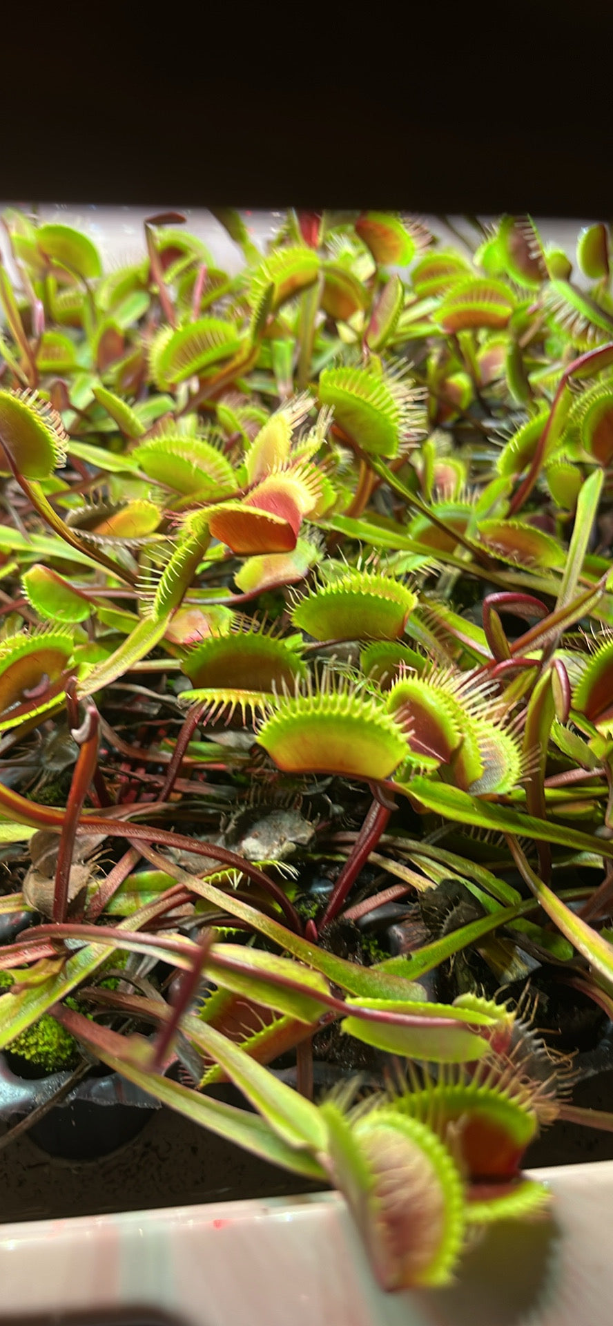 Venus Fly Trap ‘Red Dragon’ - Carnivorous Plants