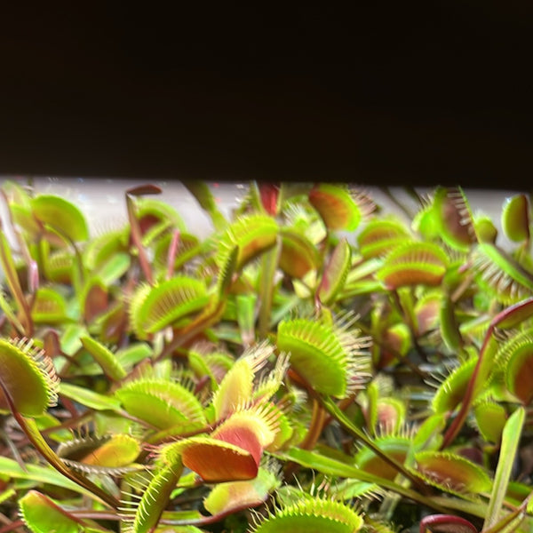 Venus Fly Trap ‘Red Dragon’ - Carnivorous Plants