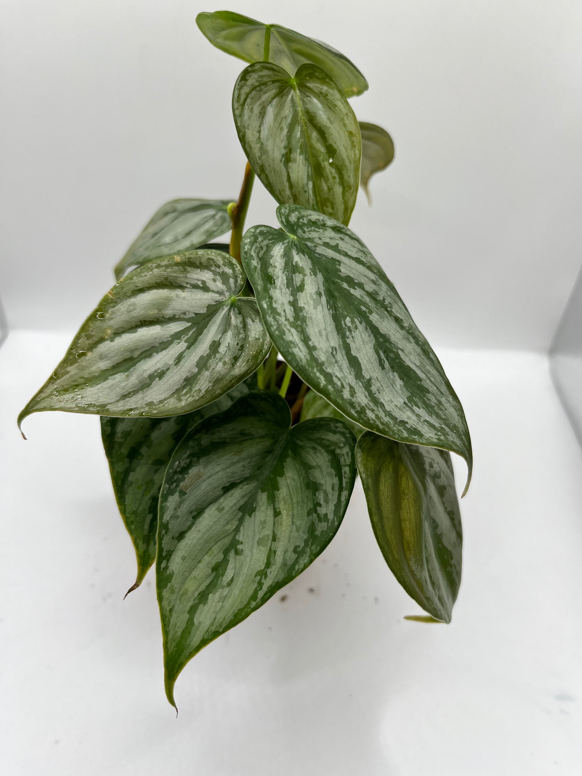 Philodendron Brandi