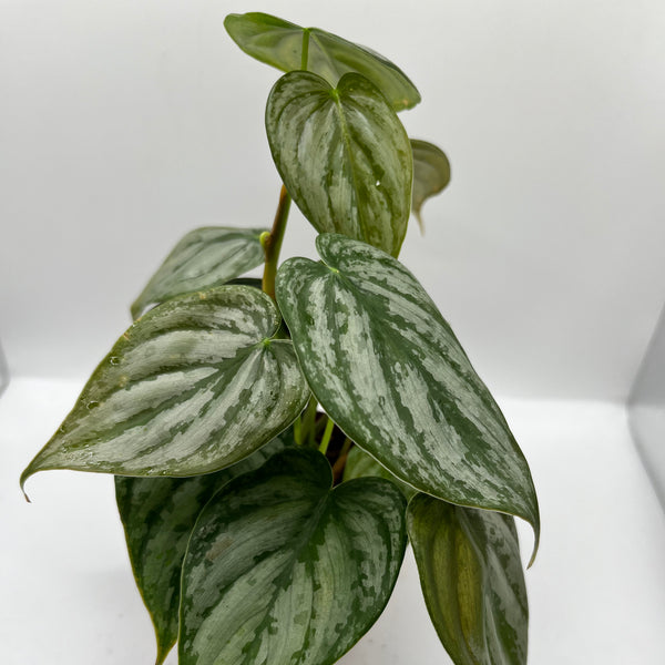 Philodendron Brandi