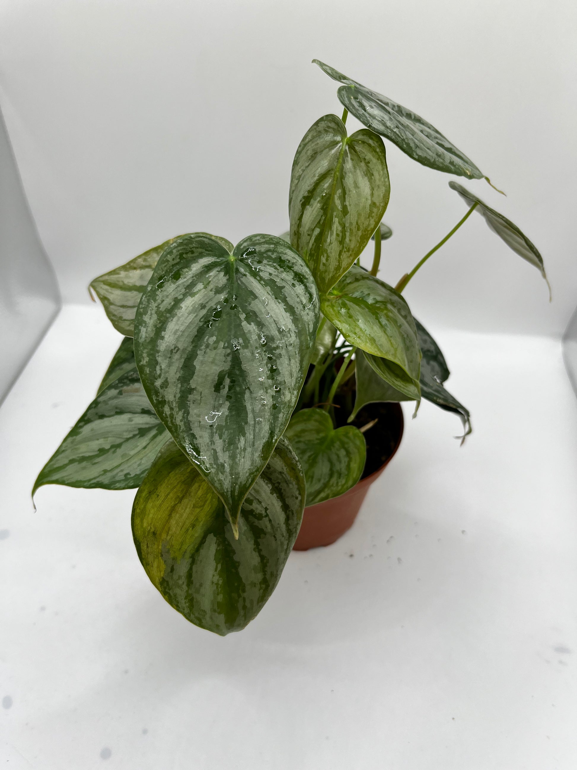 Philodendron Brandi