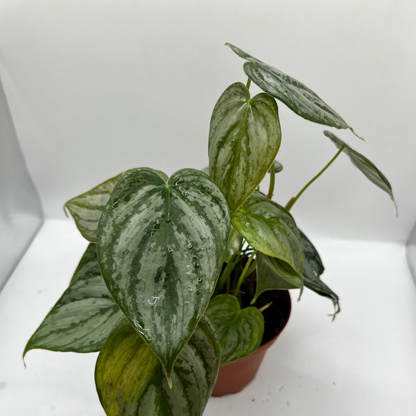 Philodendron Brandi