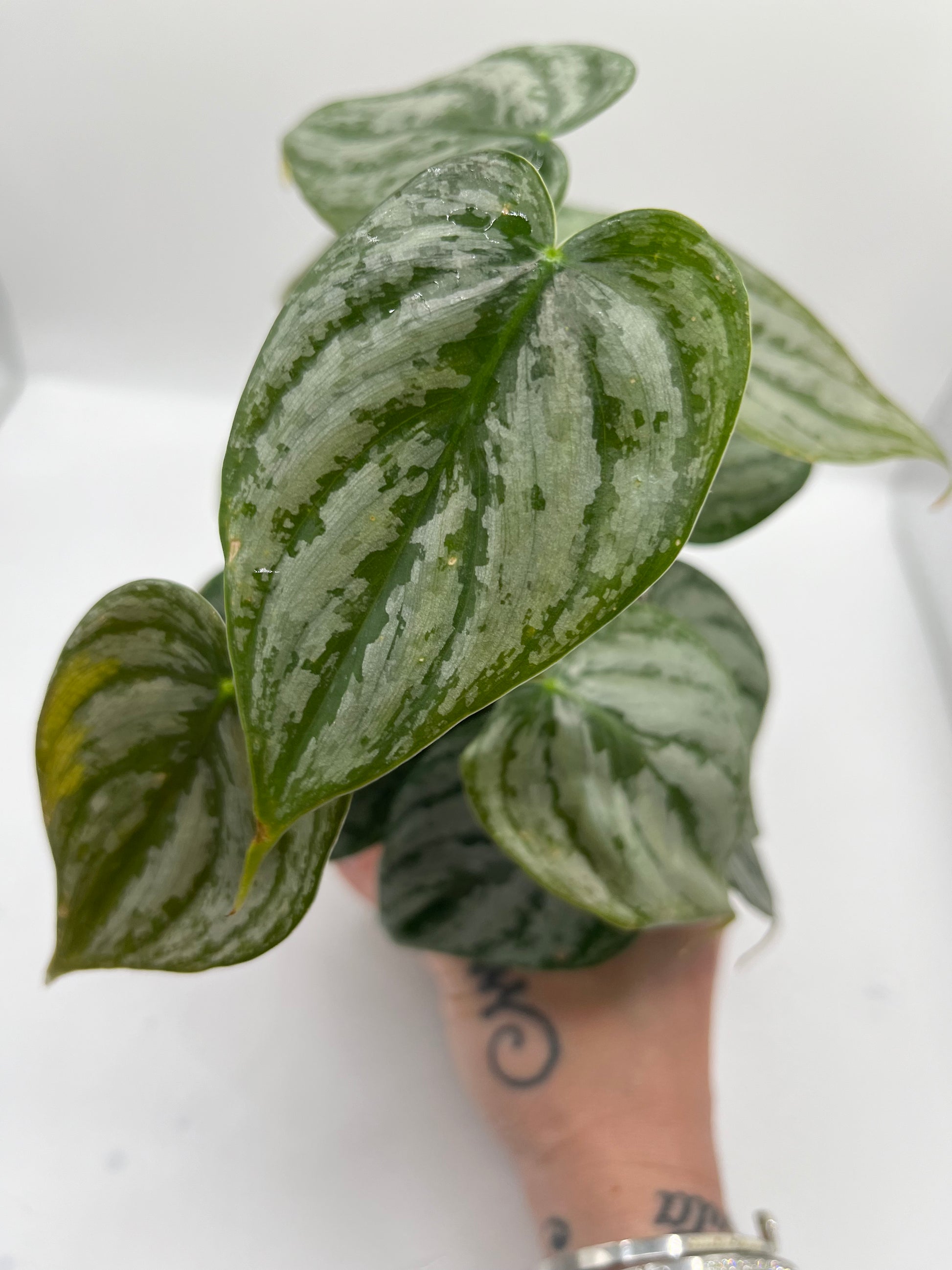 Philodendron Brandi