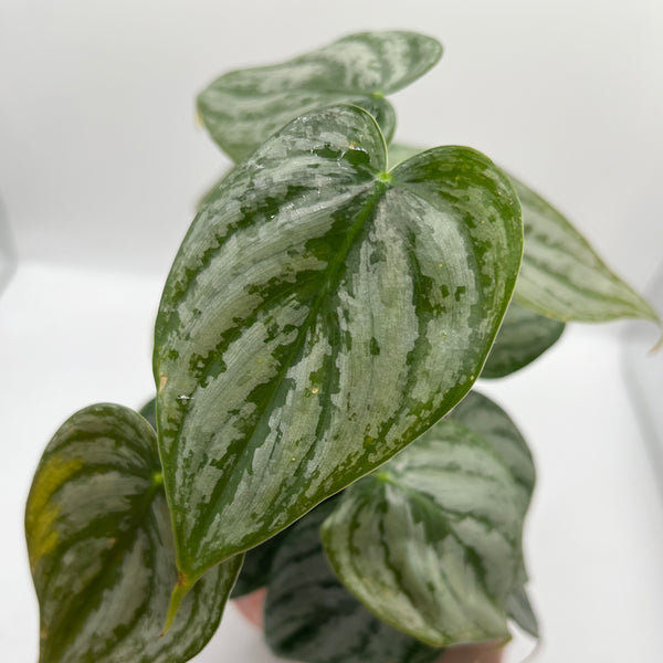 Philodendron Brandi