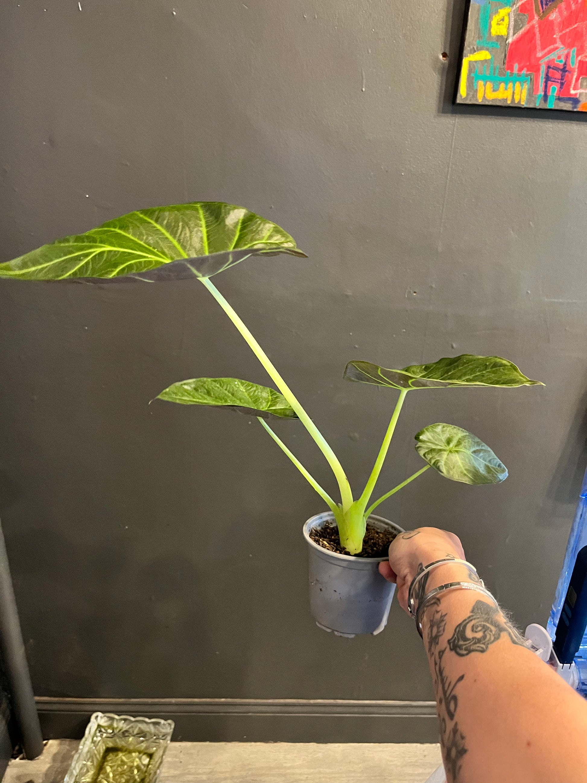 Alocasia Regal Shields