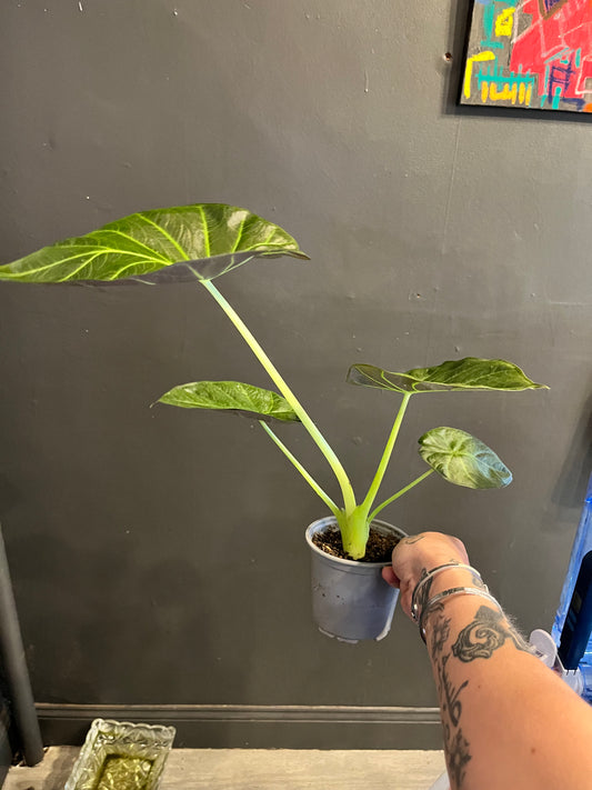 Alocasia Regal Shields