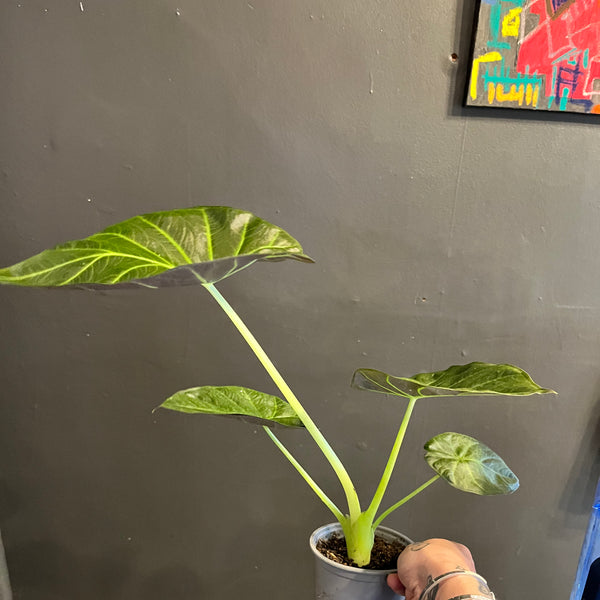 Alocasia Regal Shields