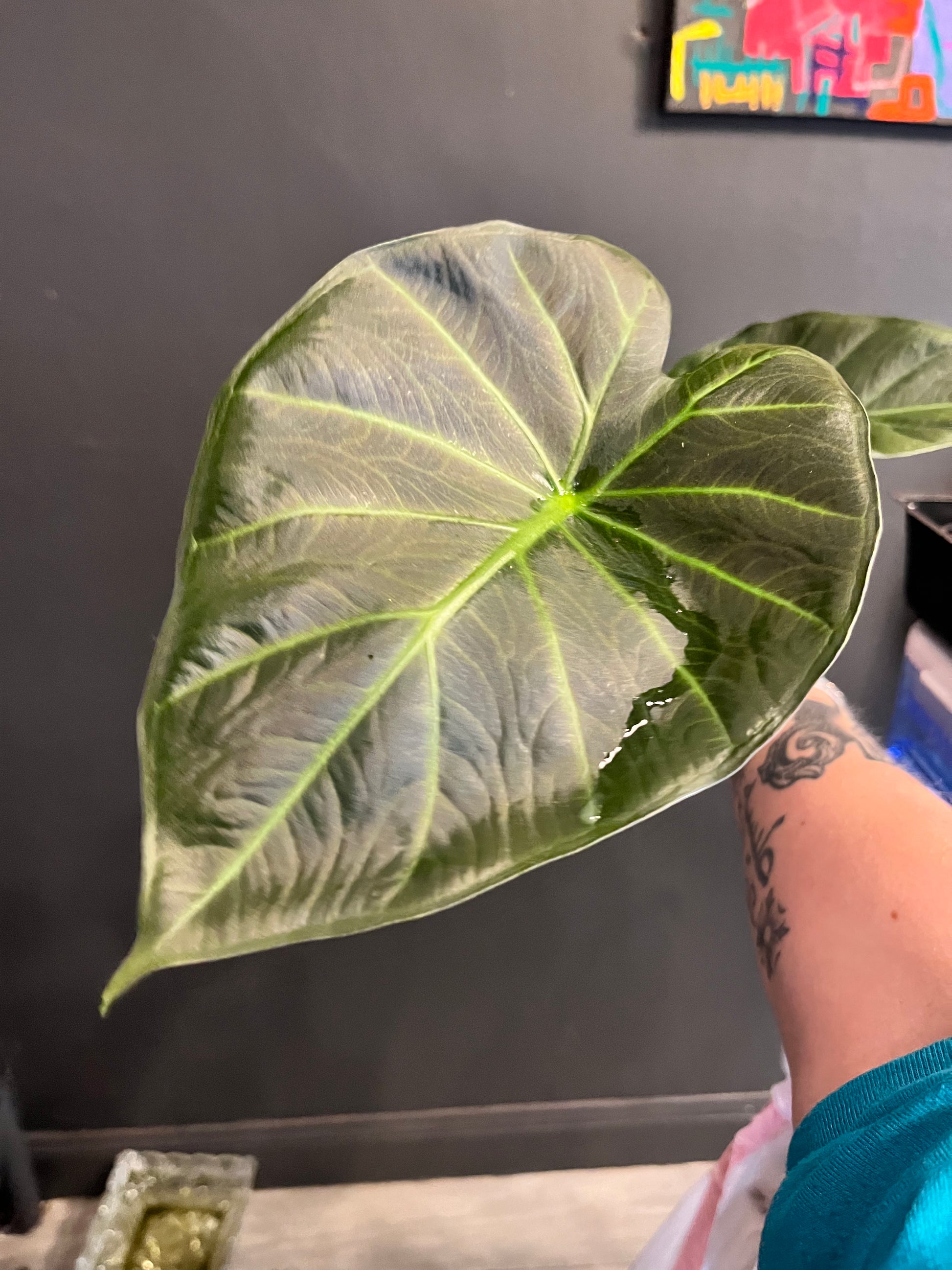 Alocasia Regal Shields