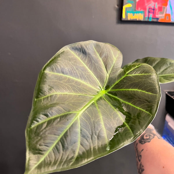 Alocasia Regal Shields