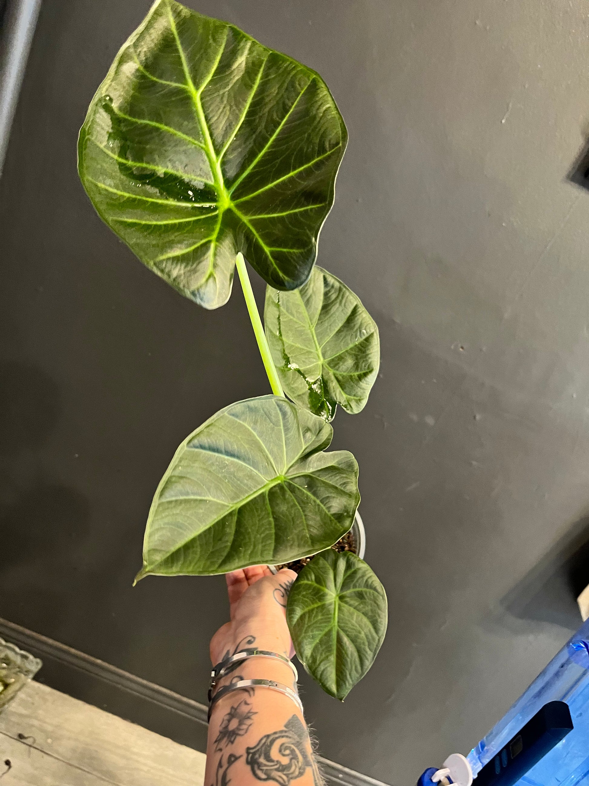 Alocasia Regal Shields