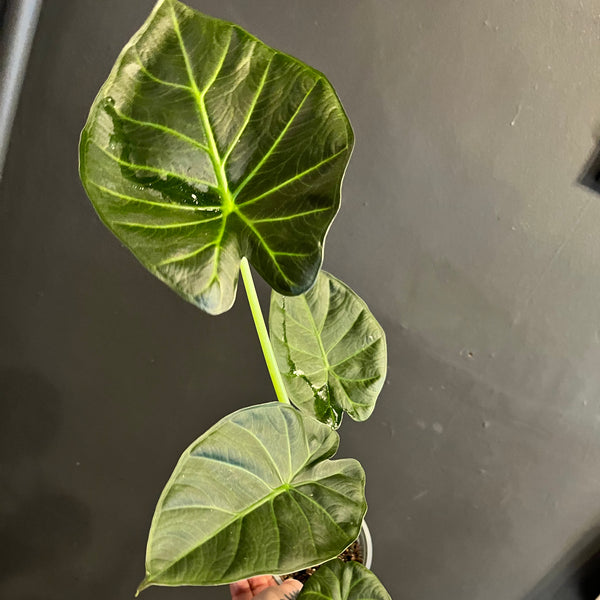 Alocasia Regal Shields