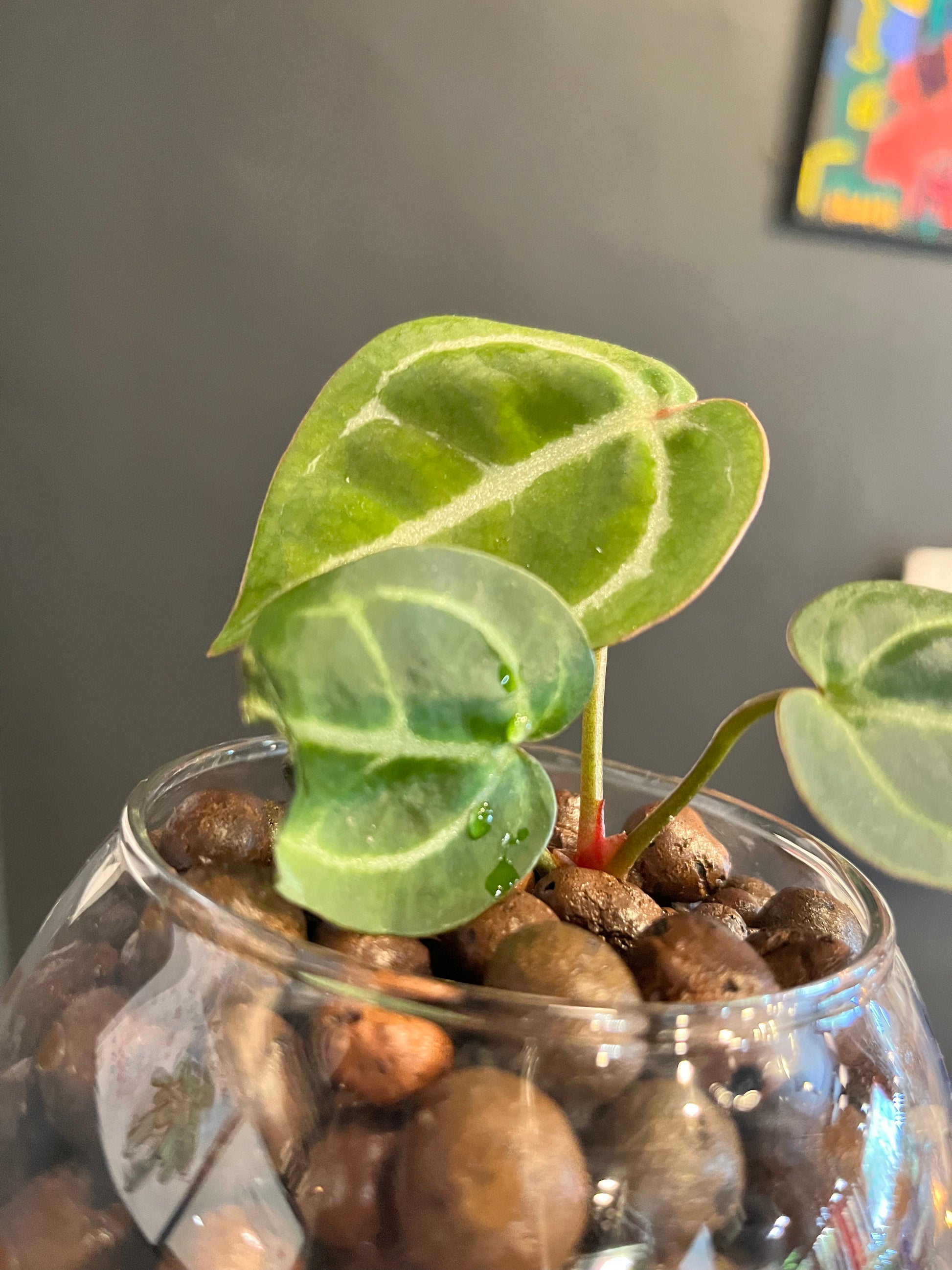 Anthurium Crystallinum x Doc Block - Rare LECA