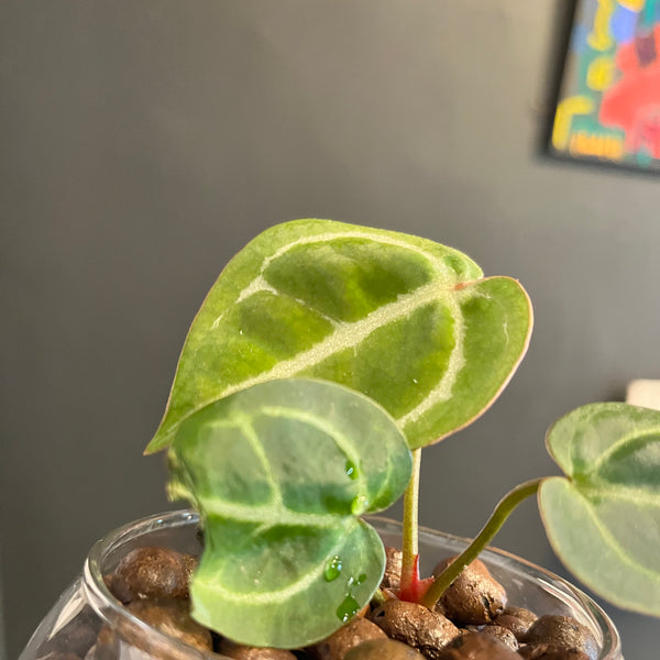 Anthurium Crystallinum x Doc Block - Rare LECA