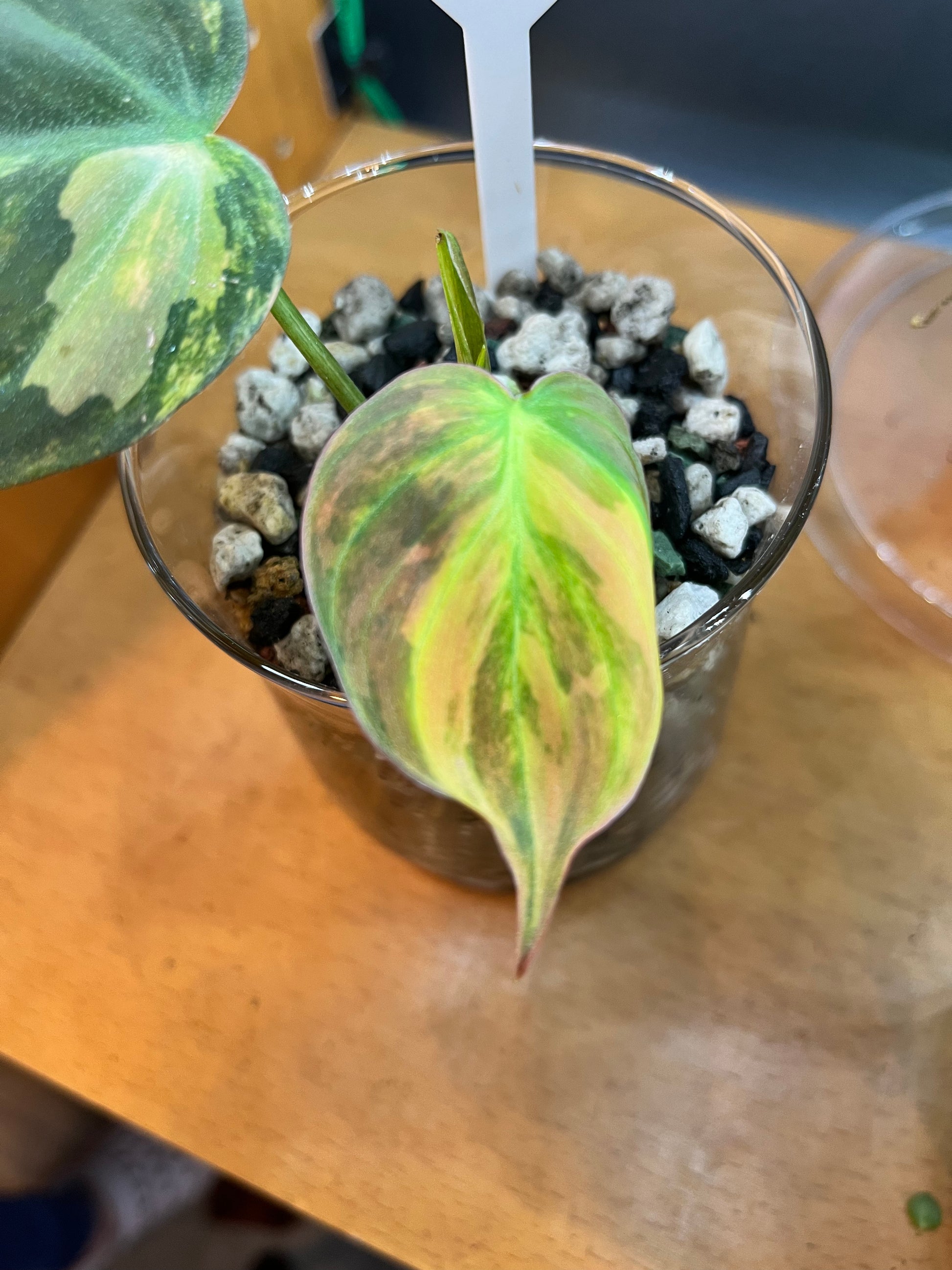 Variegated Philodendron Micans Aurea - RARE LECA