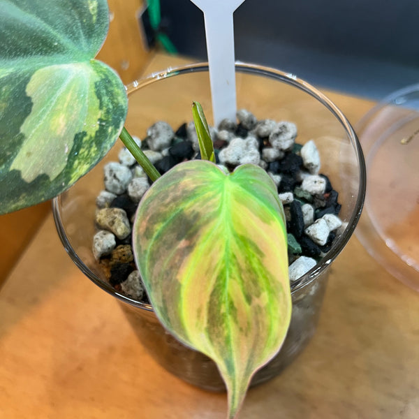 Variegated Philodendron Micans Aurea - RARE LECA