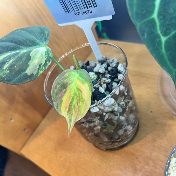 Variegated Philodendron Micans Aurea - RARE LECA