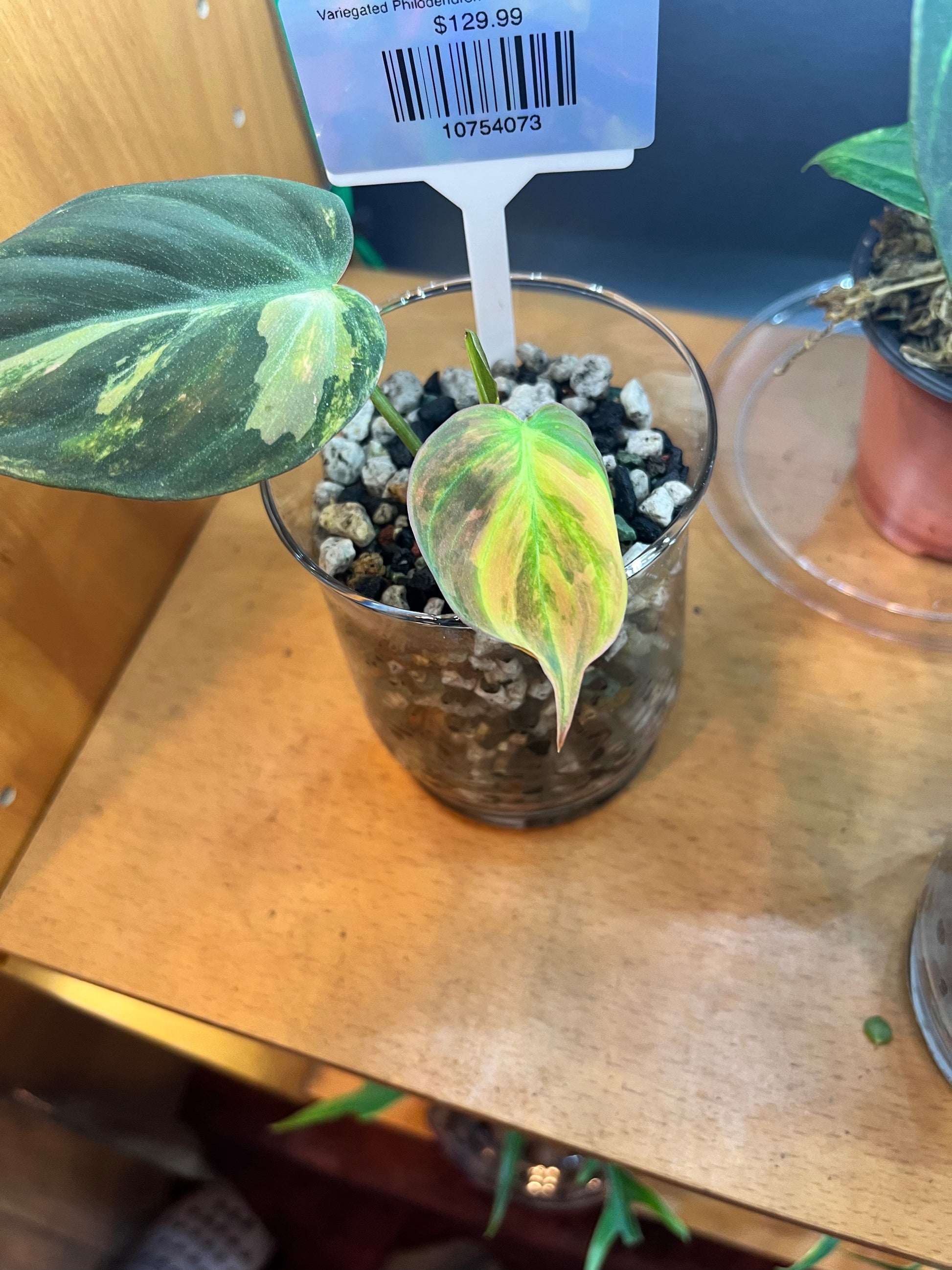 Variegated Philodendron Micans Aurea - RARE LECA