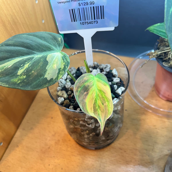 Variegated Philodendron Micans Aurea - RARE LECA