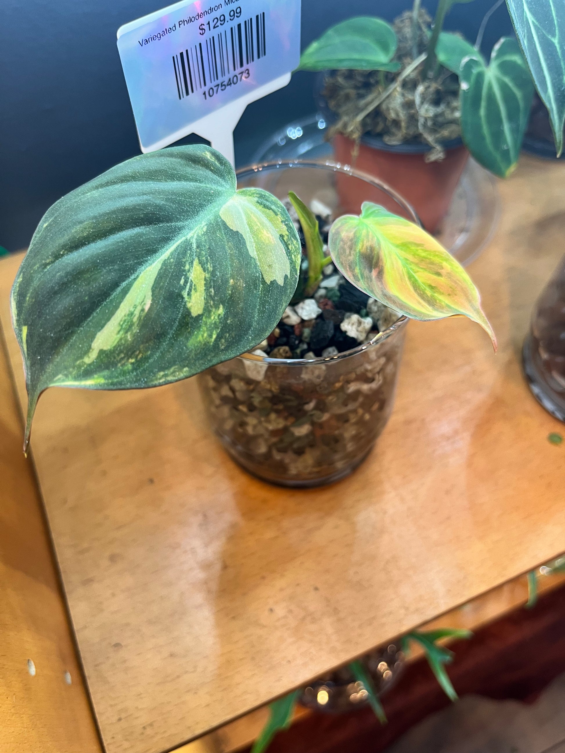 Variegated Philodendron Micans Aurea - RARE LECA