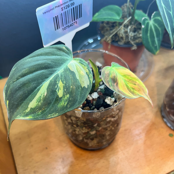 Variegated Philodendron Micans Aurea - RARE LECA