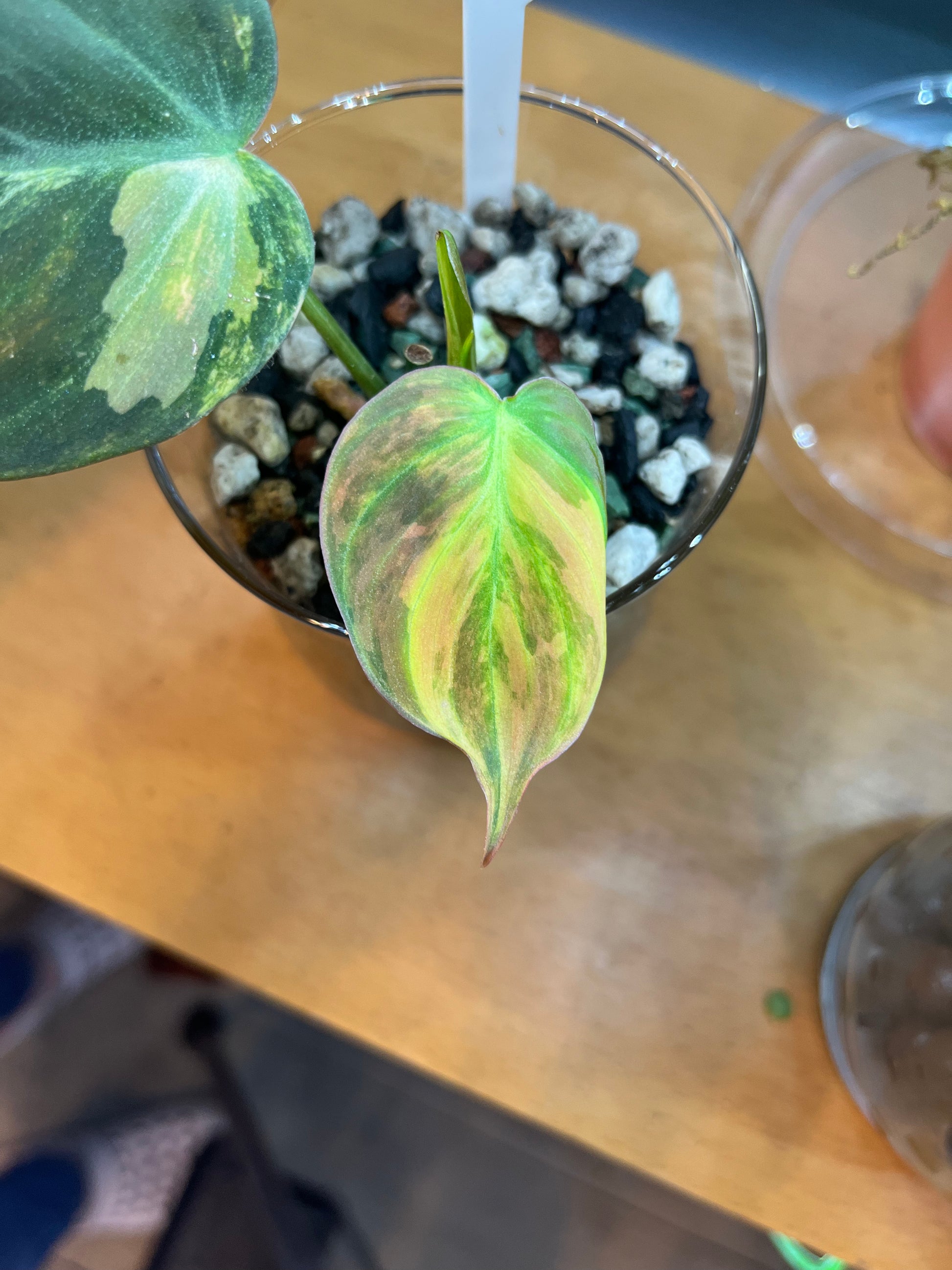 Variegated Philodendron Micans Aurea - RARE LECA