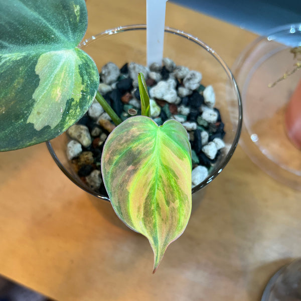 Variegated Philodendron Micans Aurea - RARE LECA