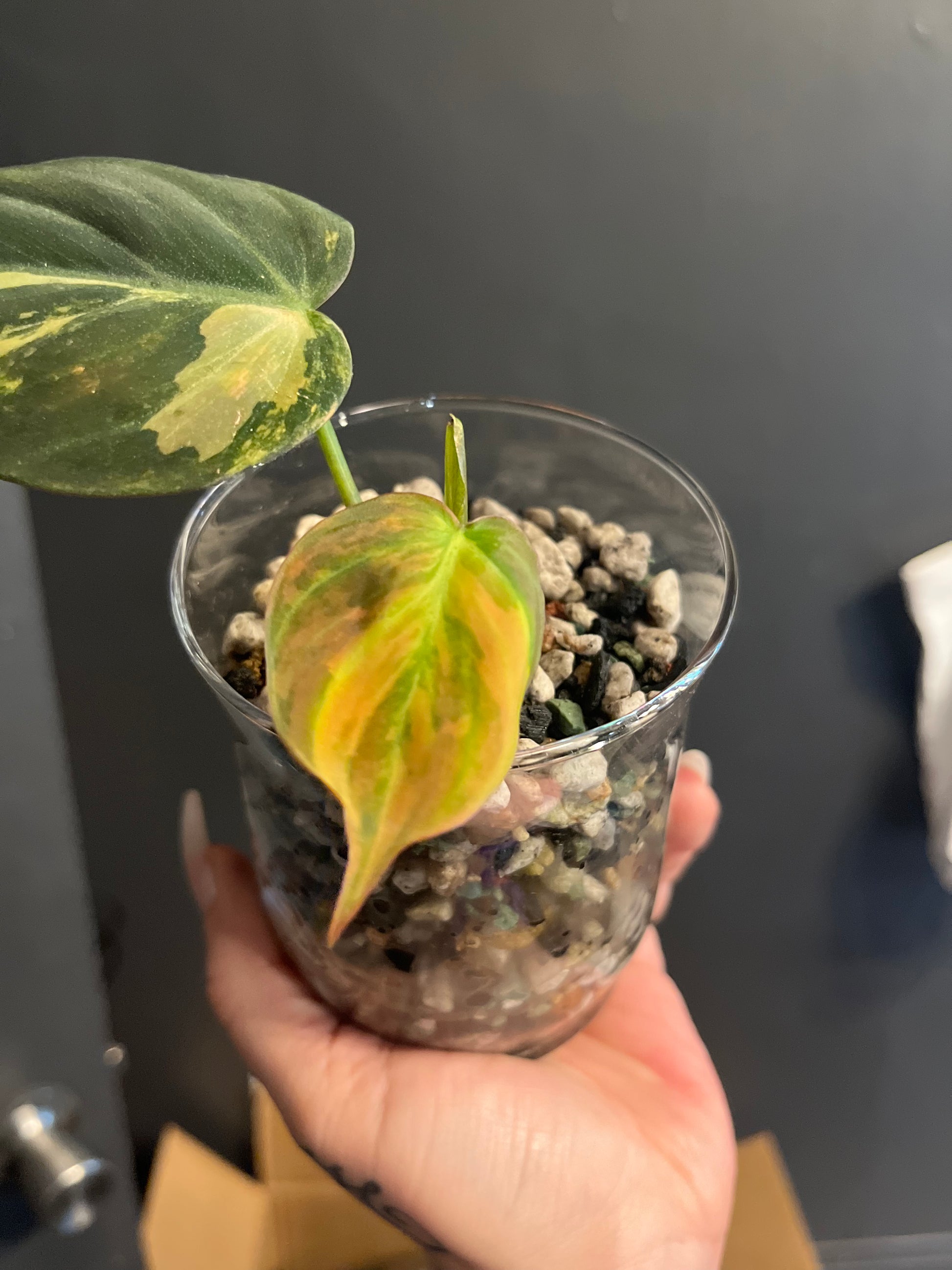 Variegated Philodendron Micans Aurea - RARE LECA