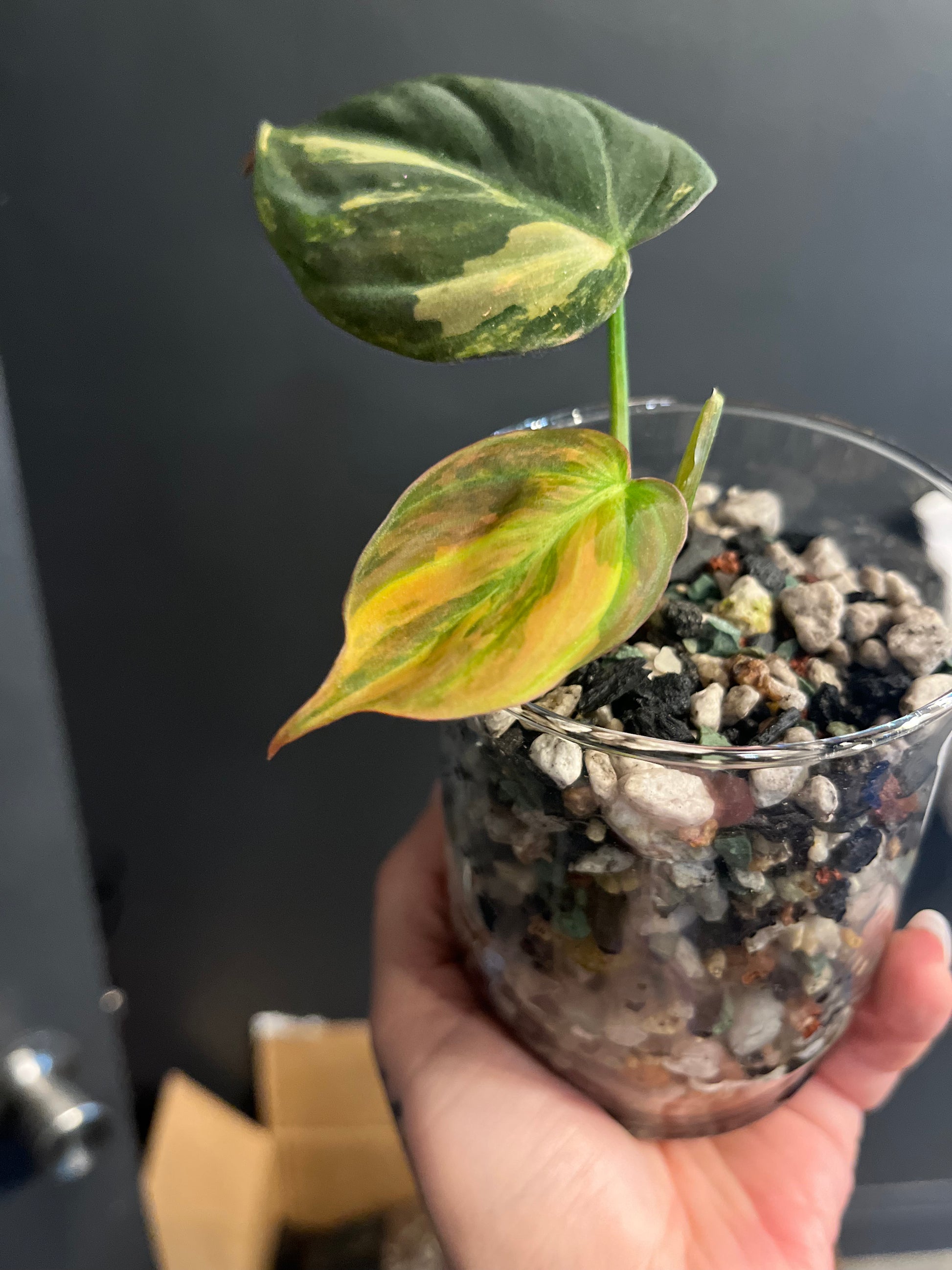 Variegated Philodendron Micans Aurea - RARE LECA