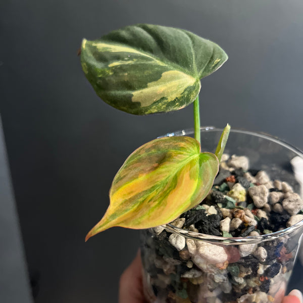 Variegated Philodendron Micans Aurea - RARE LECA