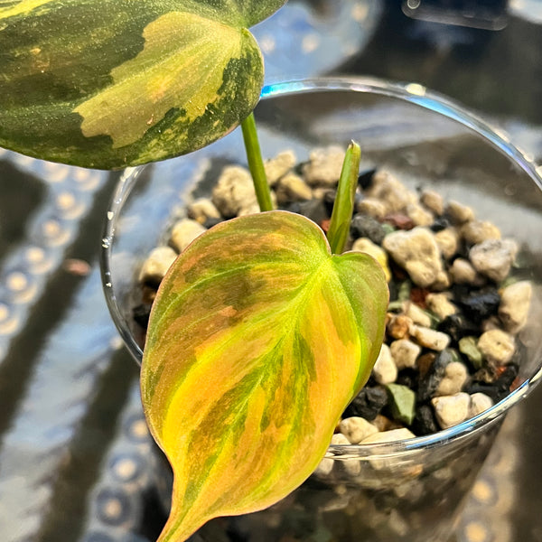 Variegated Philodendron Micans Aurea - RARE LECA