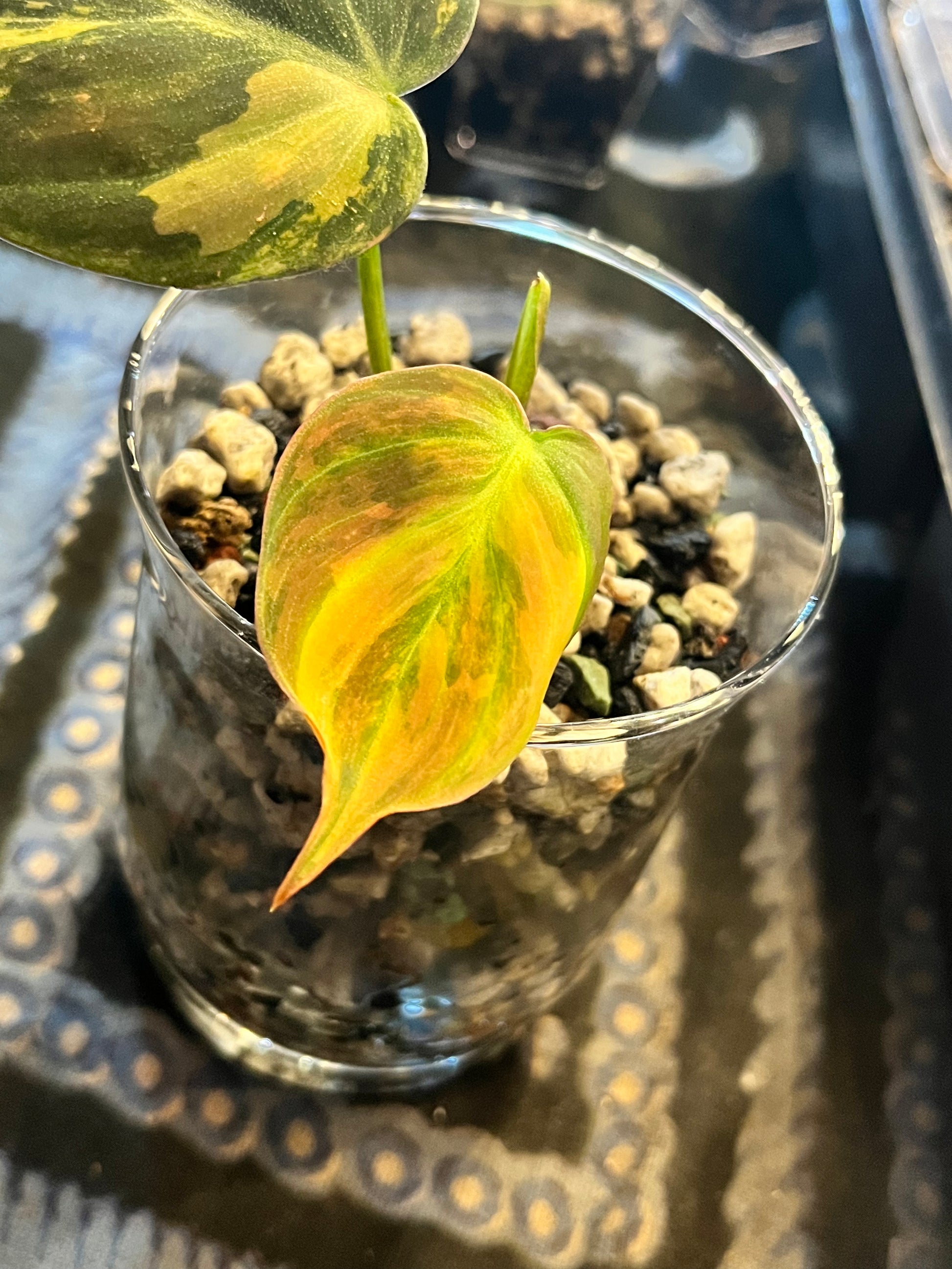 Variegated Philodendron Micans Aurea - RARE LECA