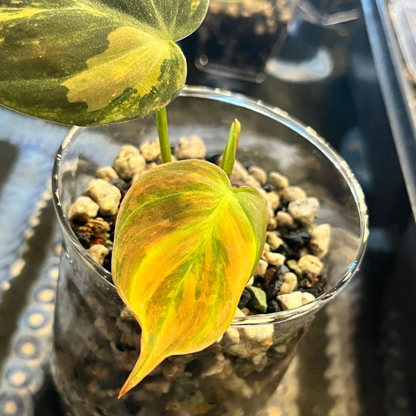 Variegated Philodendron Micans Aurea - RARE LECA