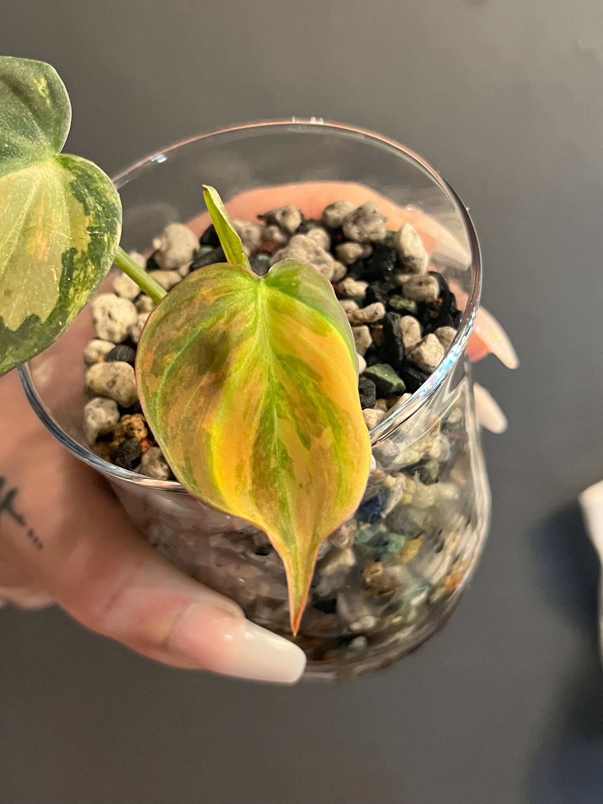 Variegated Philodendron Micans Aurea - RARE LECA