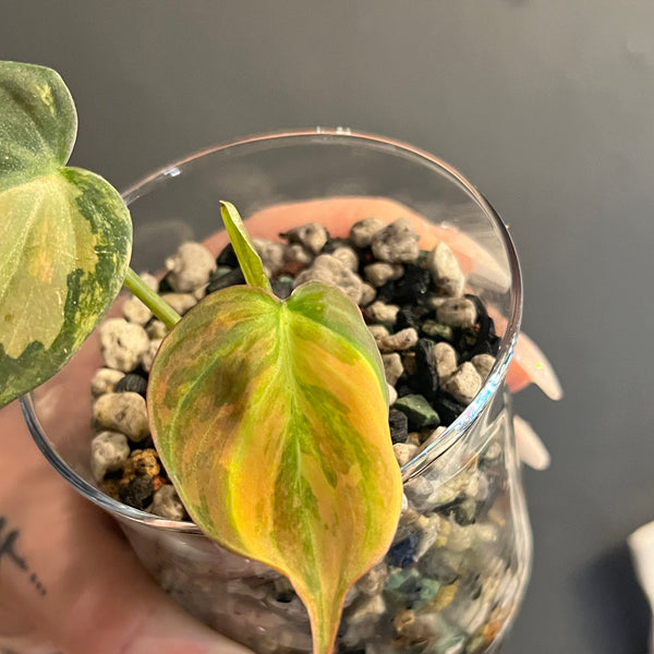 Variegated Philodendron Micans Aurea - RARE LECA